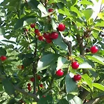 Po Delle Buche Farmház