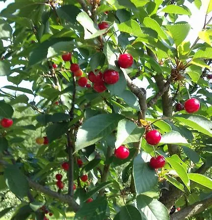 Po Delle Buche Gospodarstwo agroturystyczne